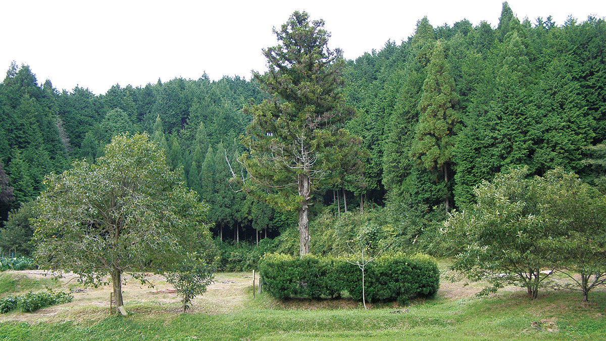 Vestiges de la résidence de Wada Kubo